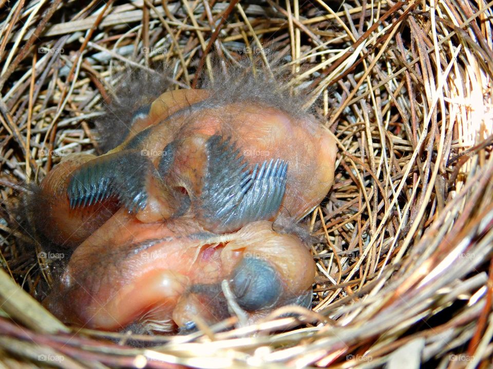 Birds & Bees - Nature in Motion - Birds in action - NEWBORN CARDINALS IN THEIR NEST - Birds steer mainly with their tails, and some use their wings for precise maneuvers