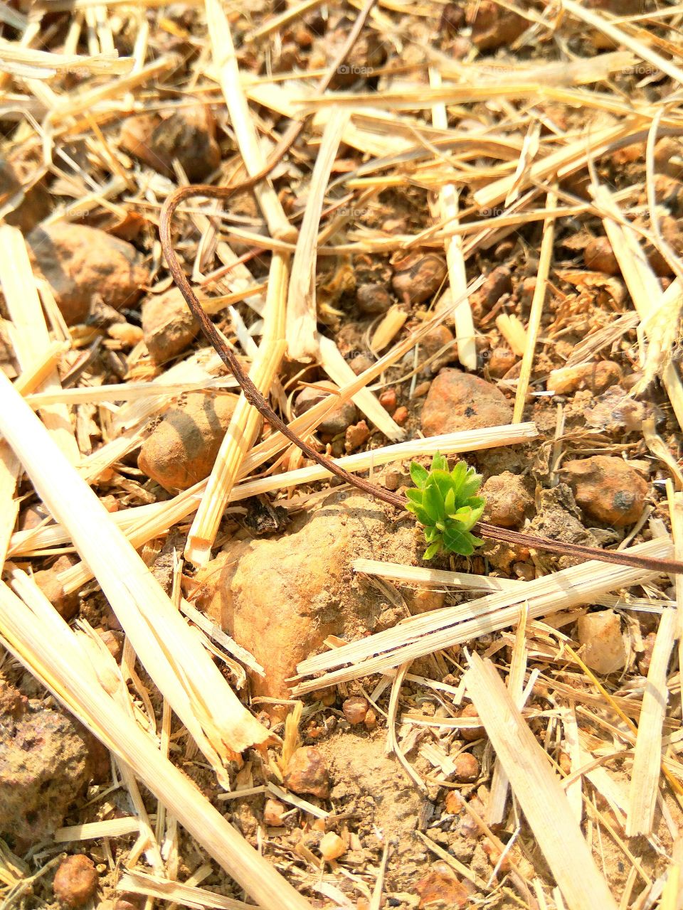 The new life begin's