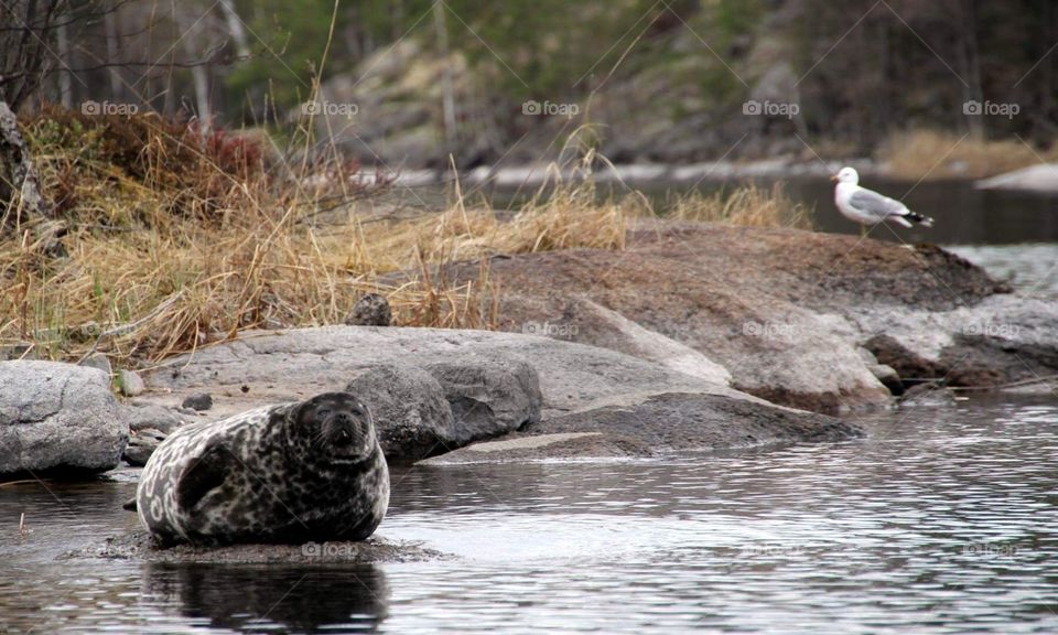 Saimaa ringed seal on a rock, spring time Finnish lake land.
