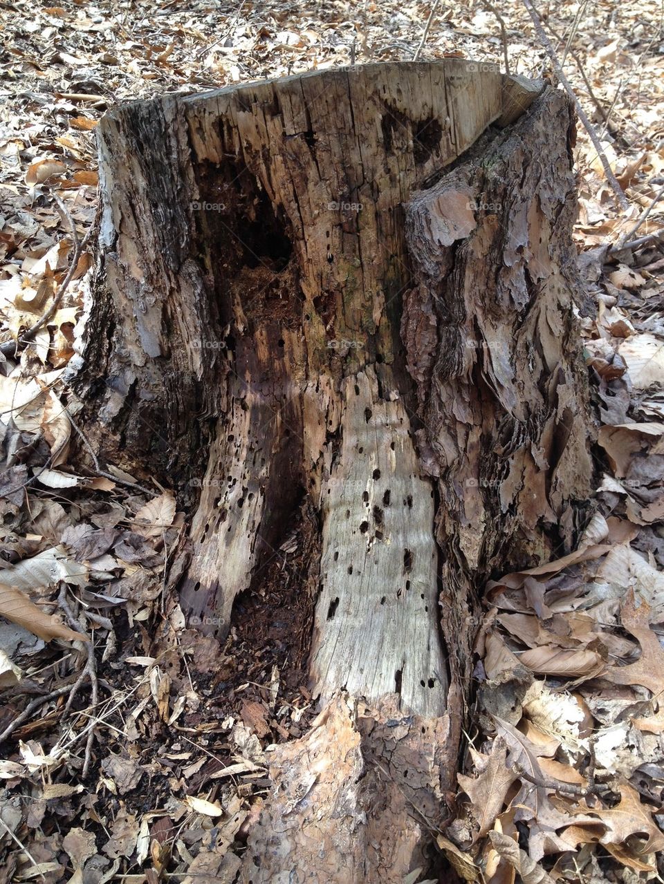 Decaying Tree Stump