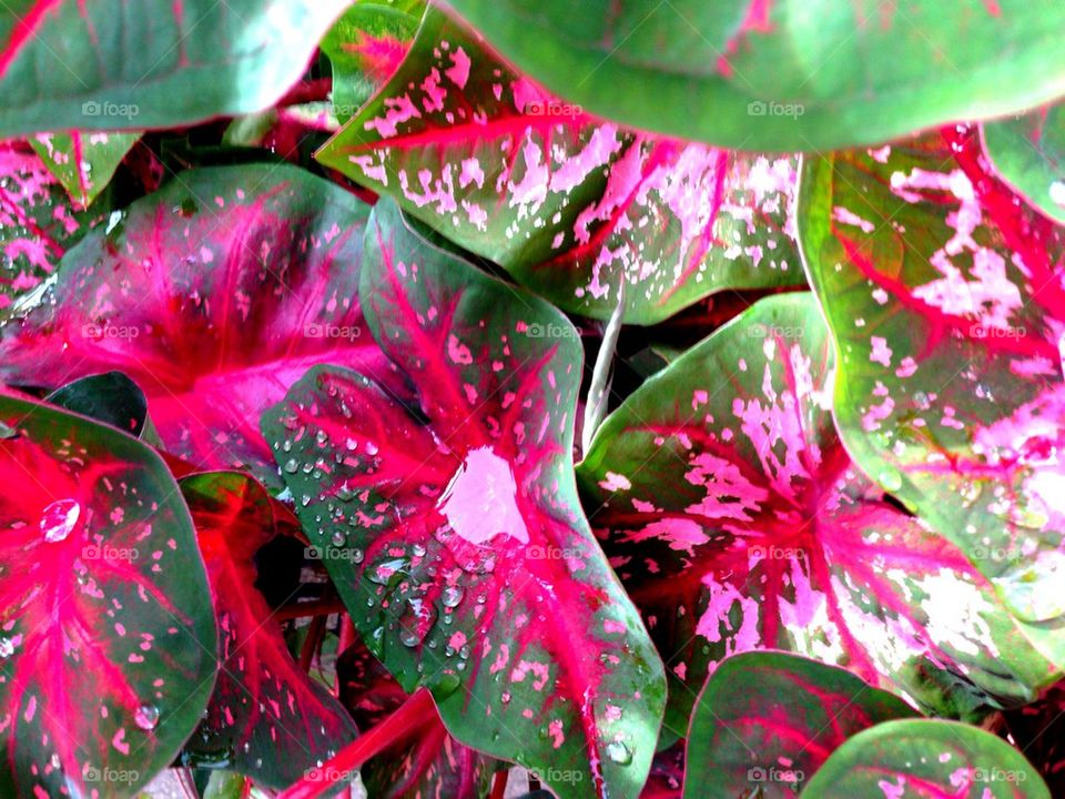 Caladiums in raindrops