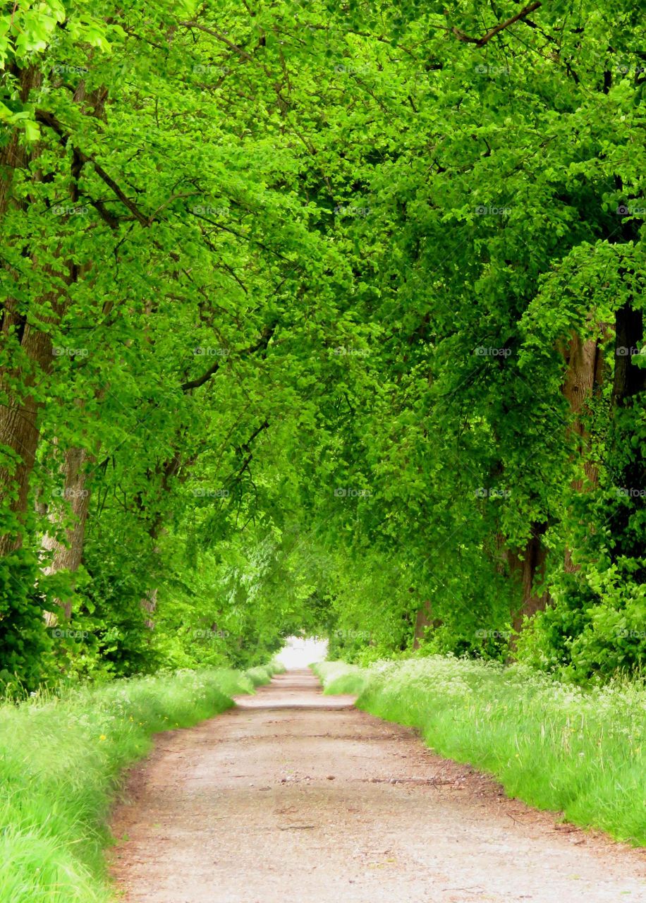 green alleyway