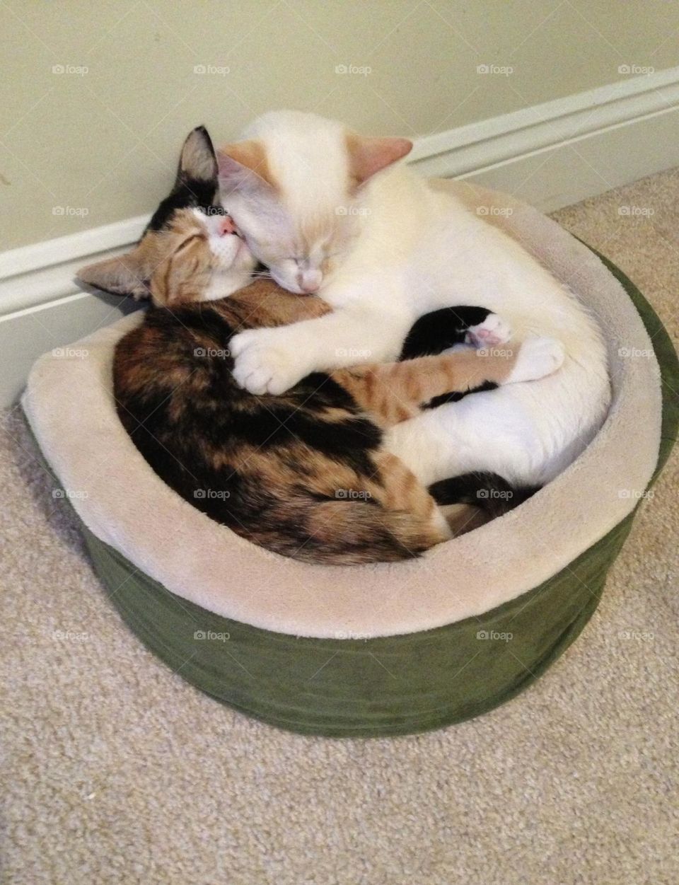 Our two, sweet little kittens sharing a loving embrace while taking a afternoon nap together. 