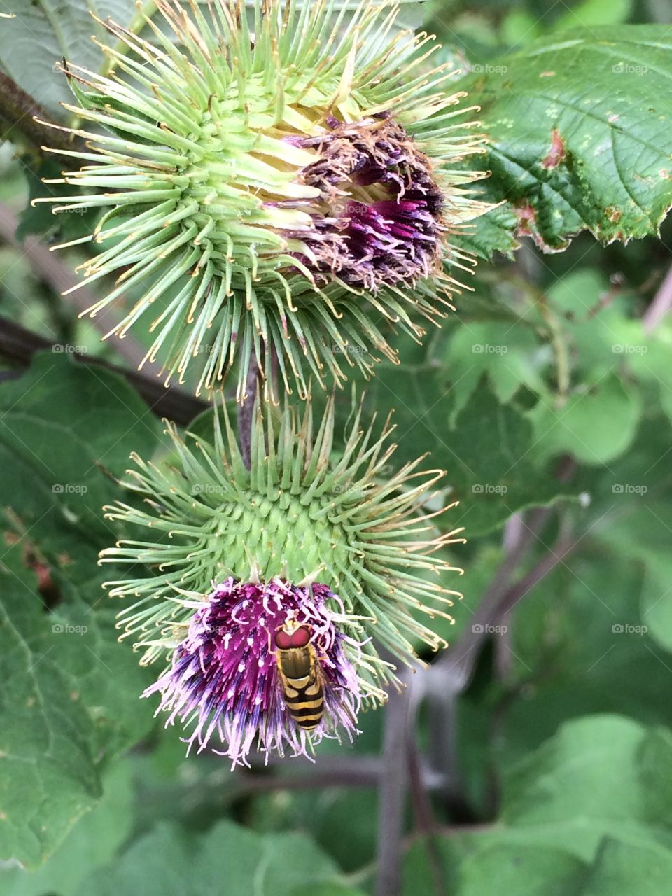 Thistles with a wasp.