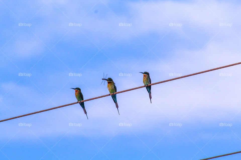 Three birds sitting in a EB line / Birds