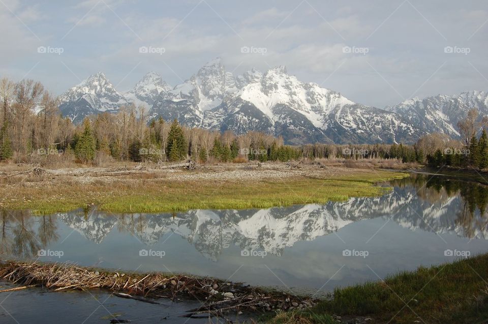 Tetons Reflected in Beaver Pond