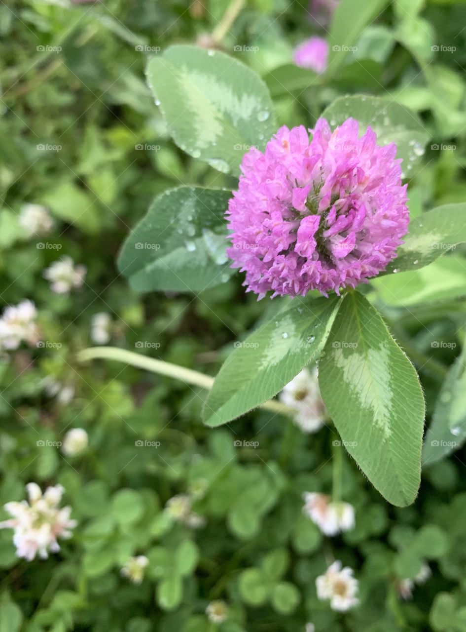 Closeup of a single blooming Red Clover blossom against s blurred background  of tiny white clover blossoms