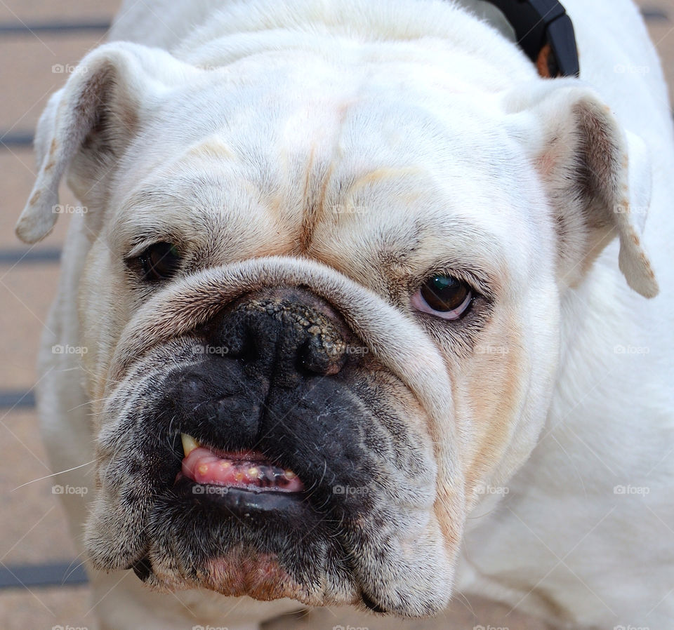 teeth dog pet old by delvec