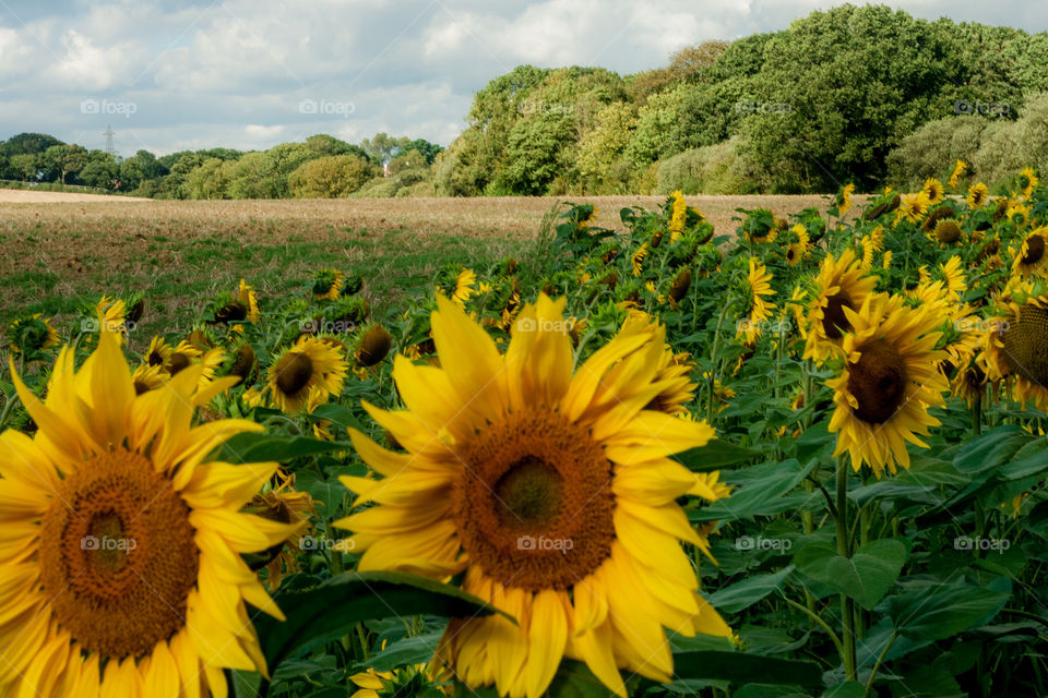 A field of sunflowers with trees in the background, under a blue sky with fluffy white clouds