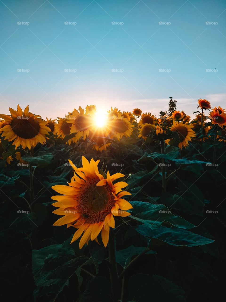 Sunflowers