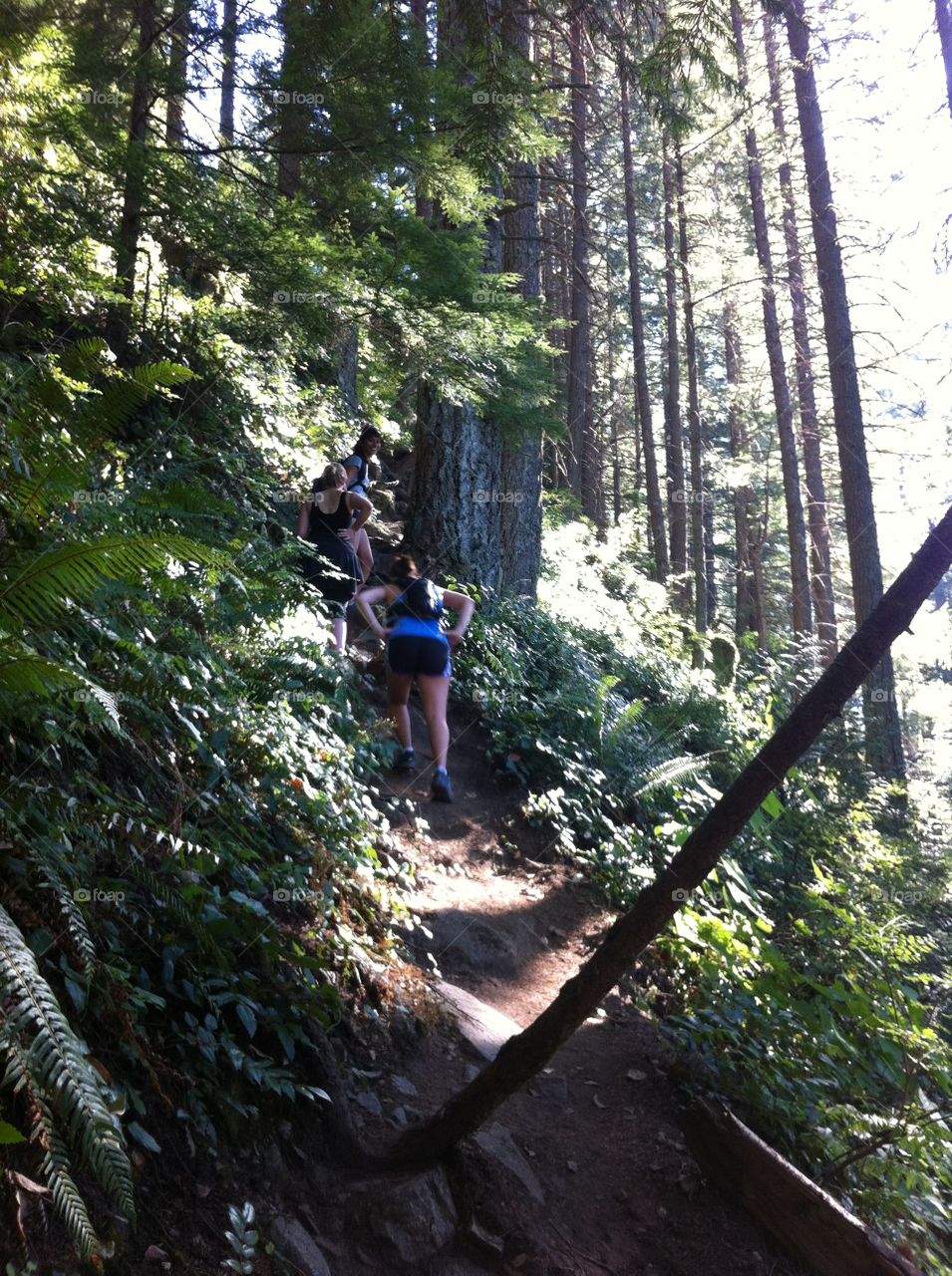 Wood, Tree, Nature, Trail, Hike