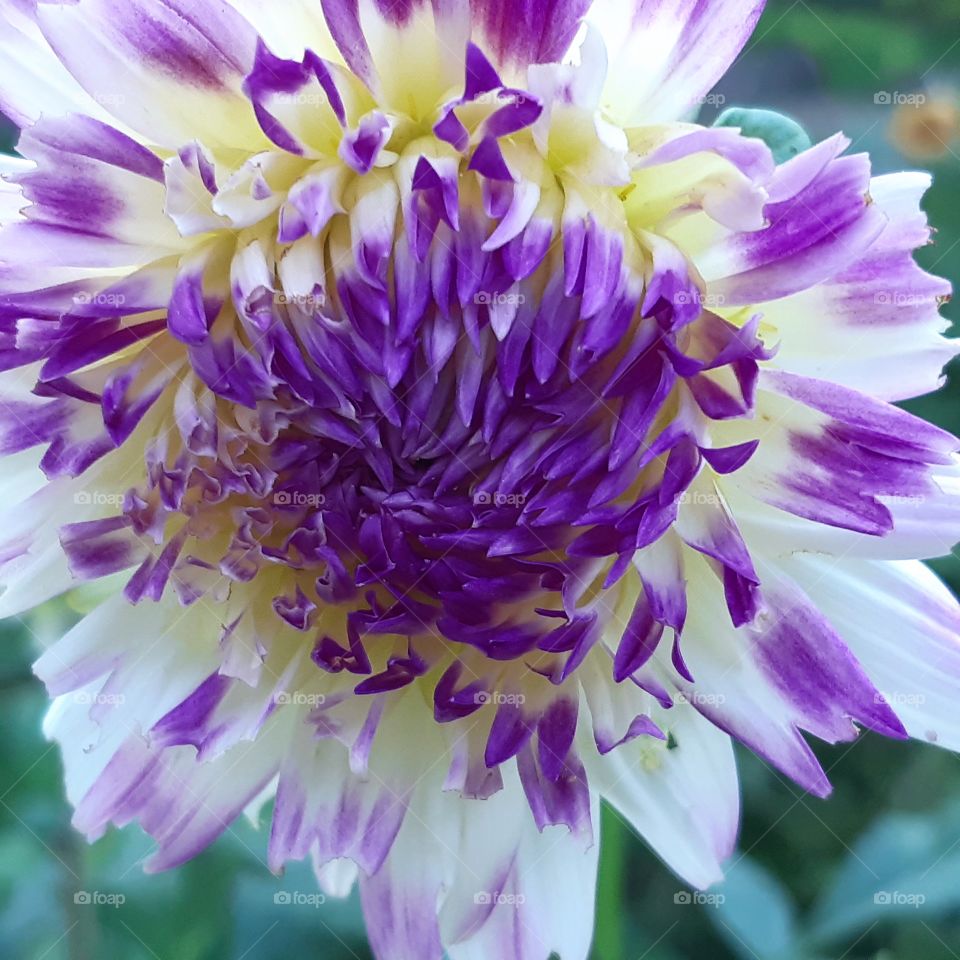 Dahlia