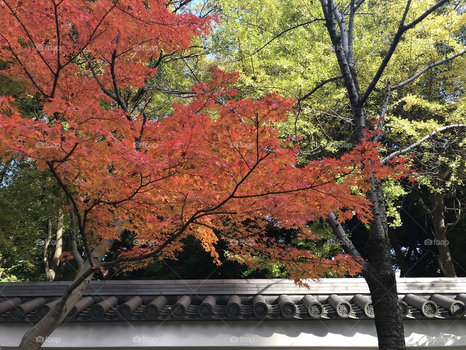 Tokyo, Japan – November 26, 2017: the beauty of autumn season and traditional Japanese architecture around Koishikawa Korakuen park, Tokyo, Japan