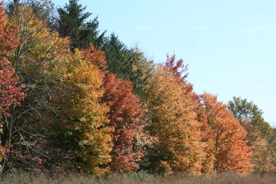 Tree line of Fall colors