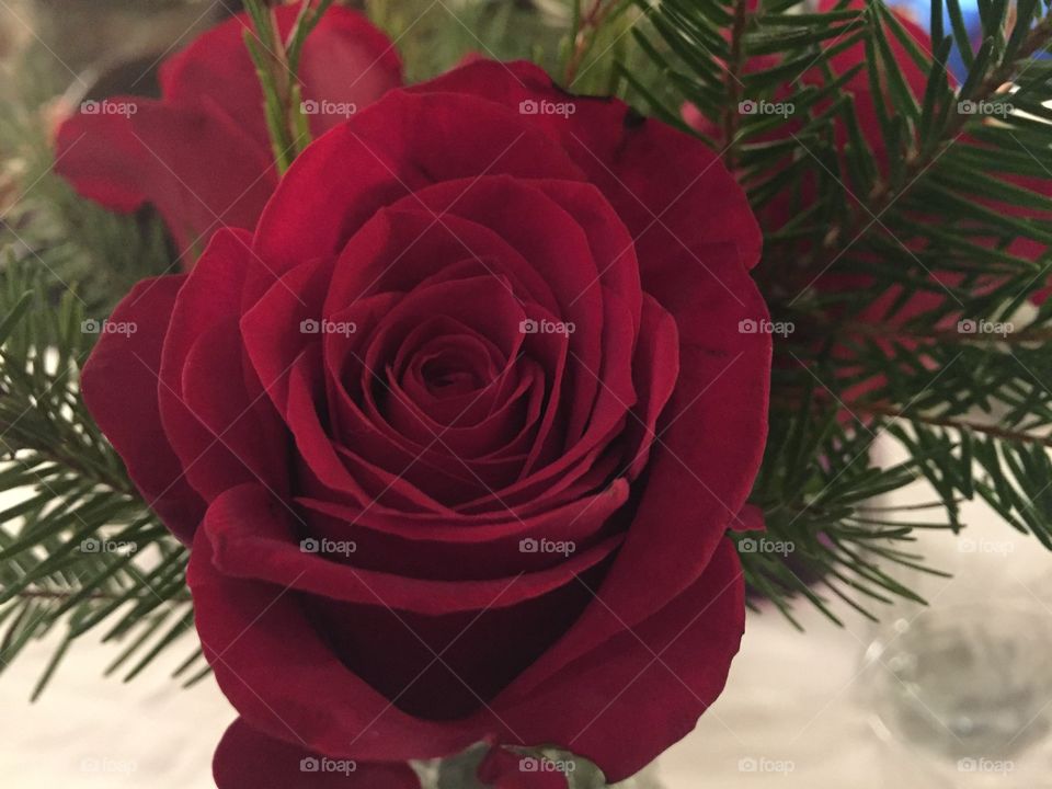 Rose Christmas 