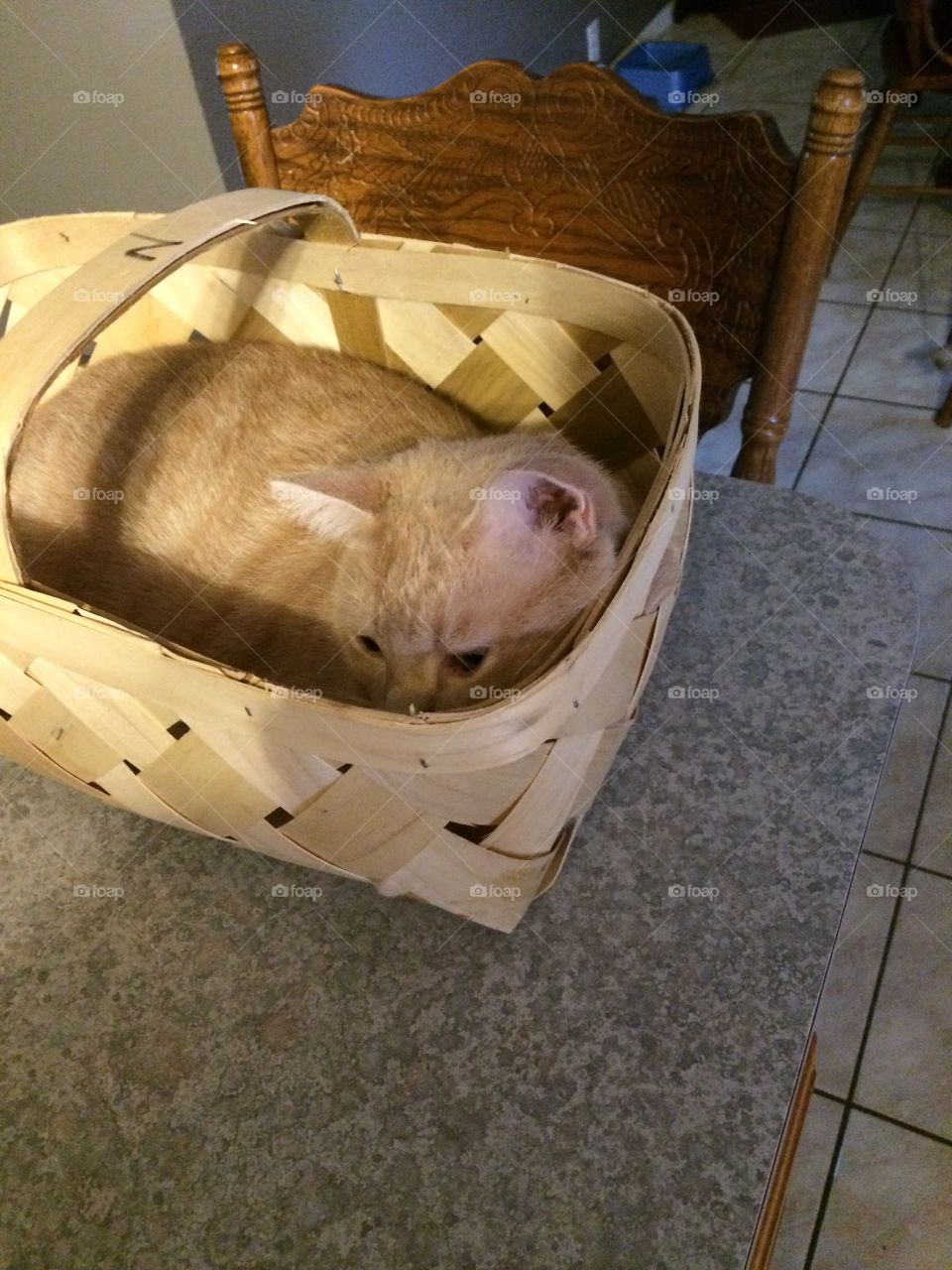 Fat cat in a basket 