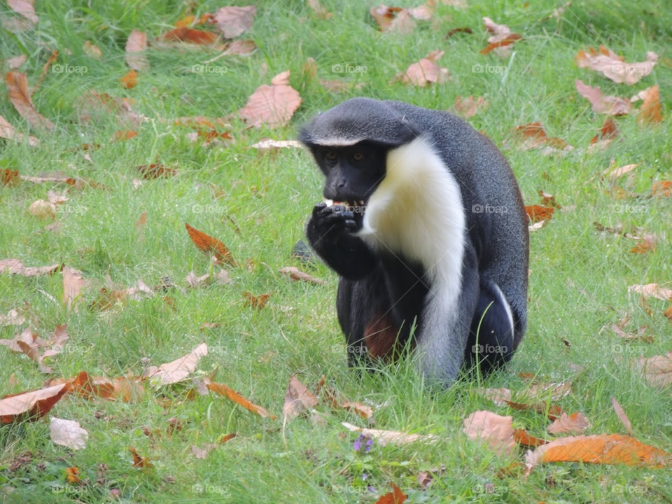 Monkey at La Bourbansais