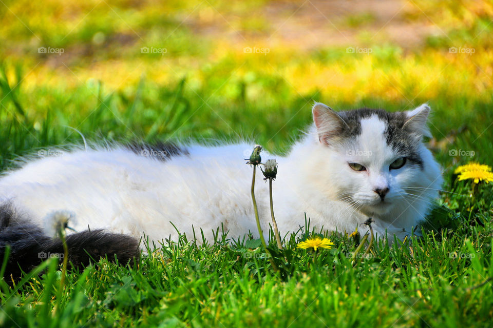 Stray white cat in the park 