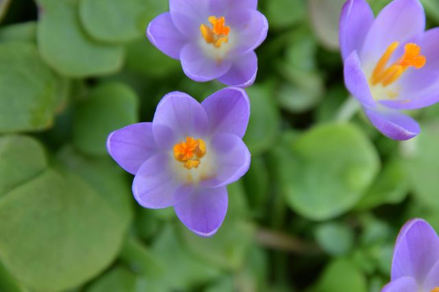 lilac and green