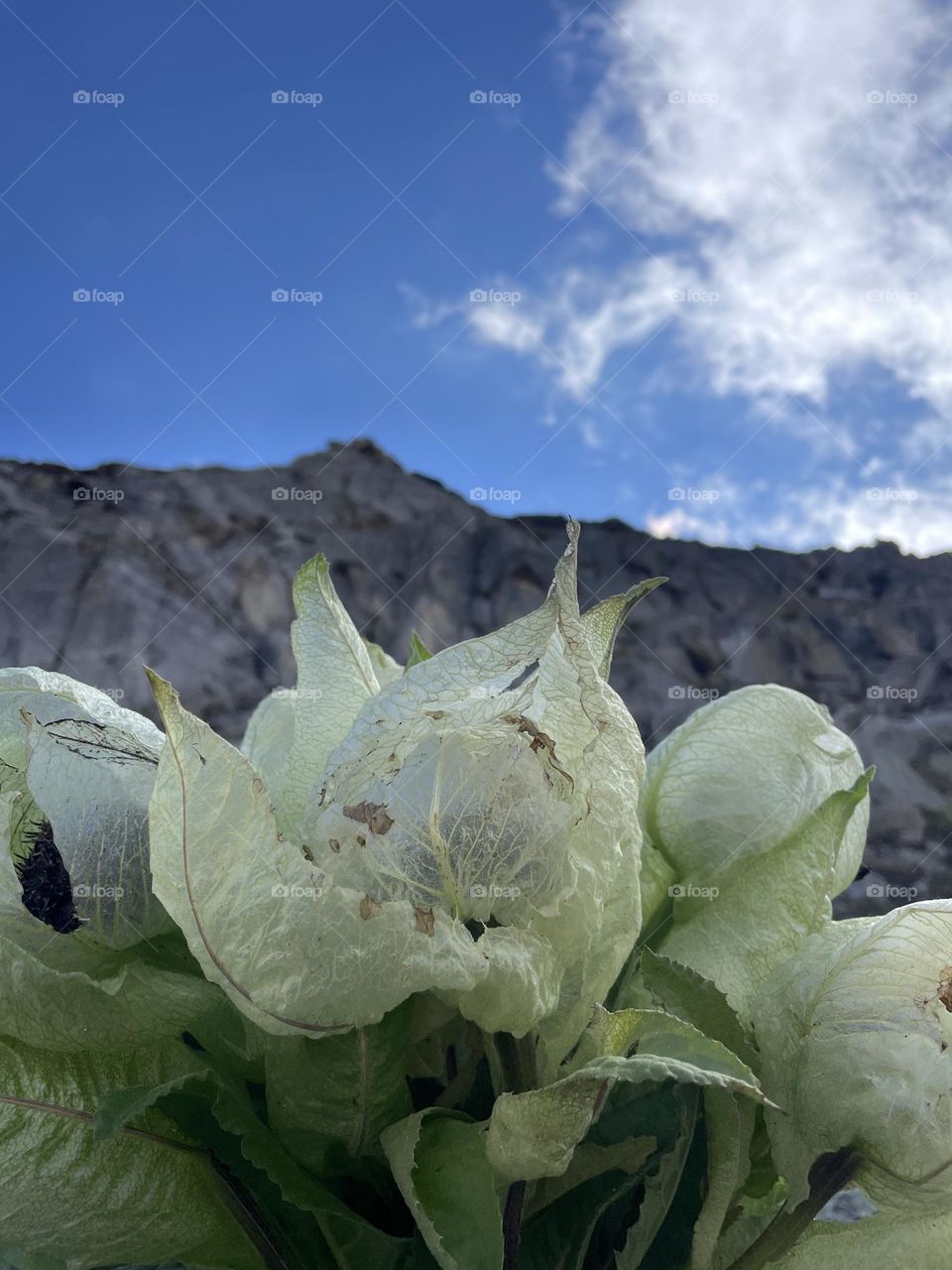 auspicious rare flowers