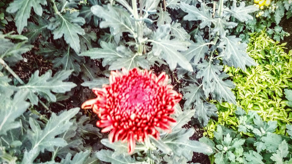 the one and the only