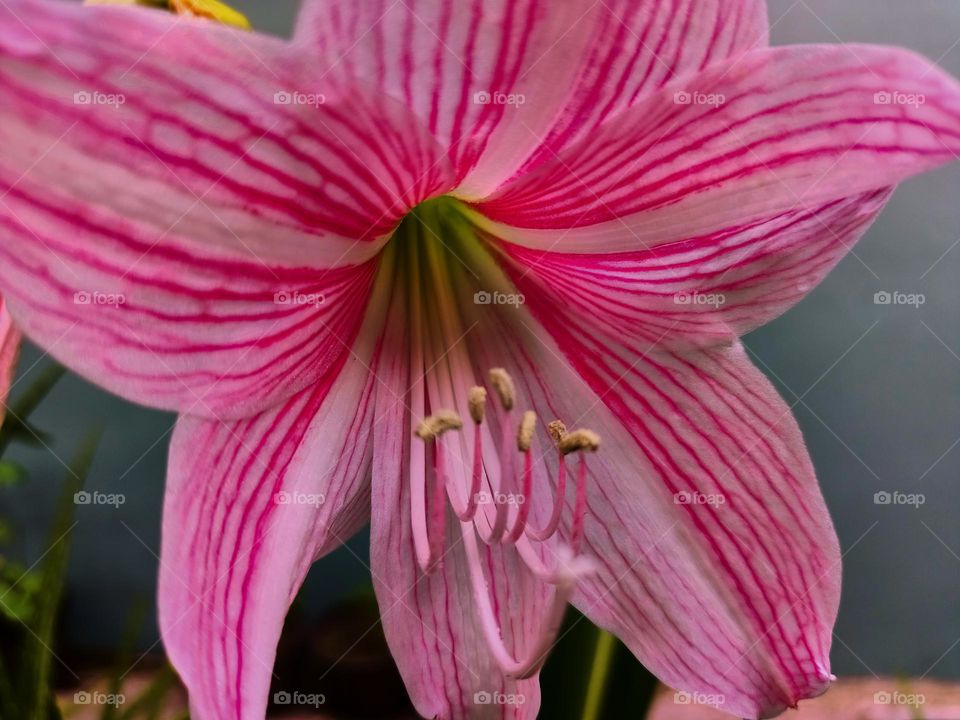 Amaryllis (Hipperastrum johnsonii) flowers are bloonimg in the garden