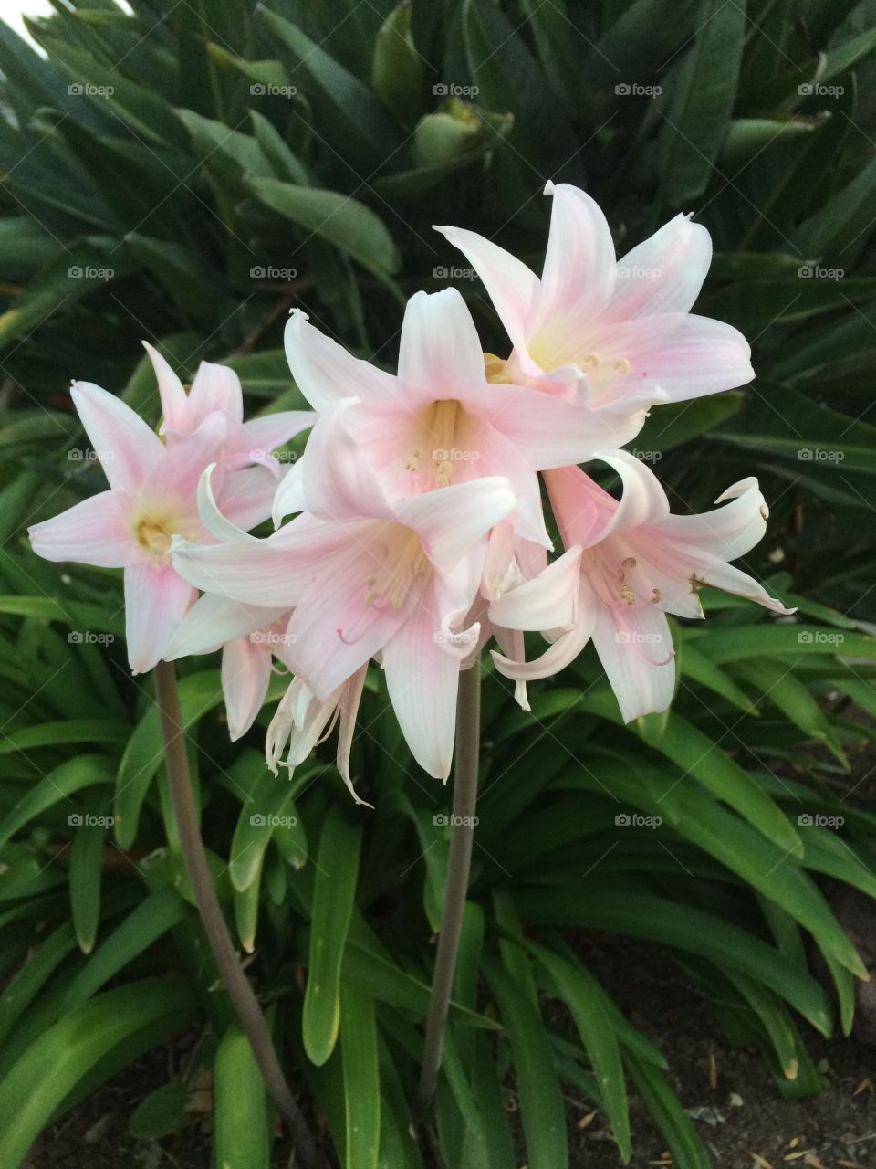 Pretty pink/white in full bloom 