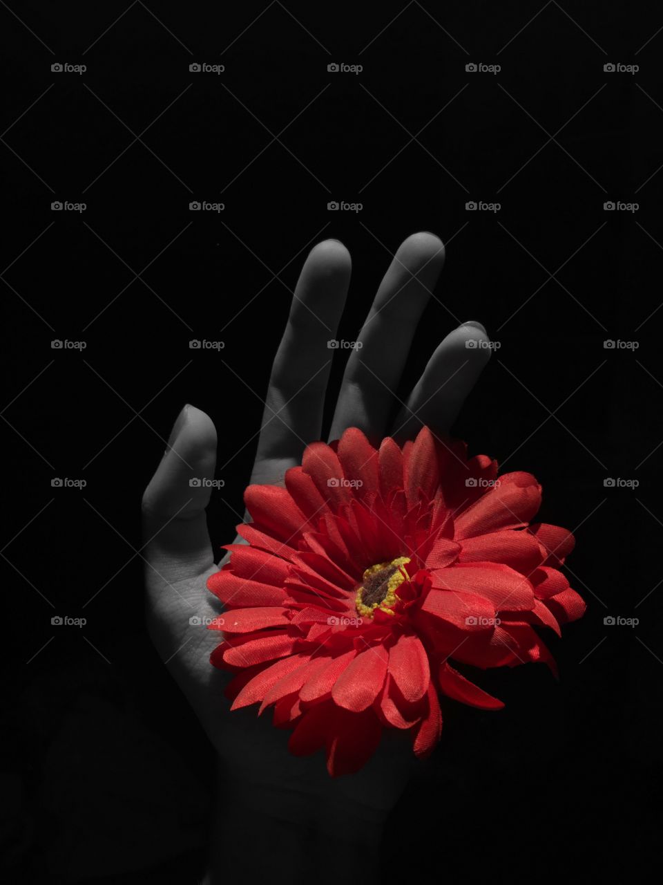 Gerbera flower. Coloursplash with black and white background.