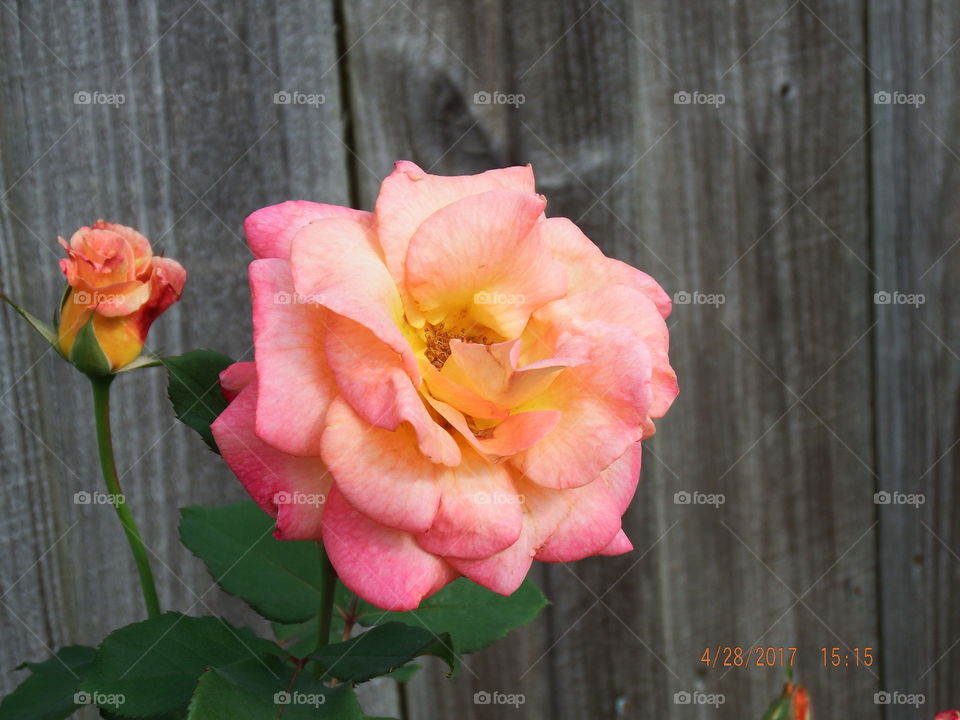 Peach x2 rose