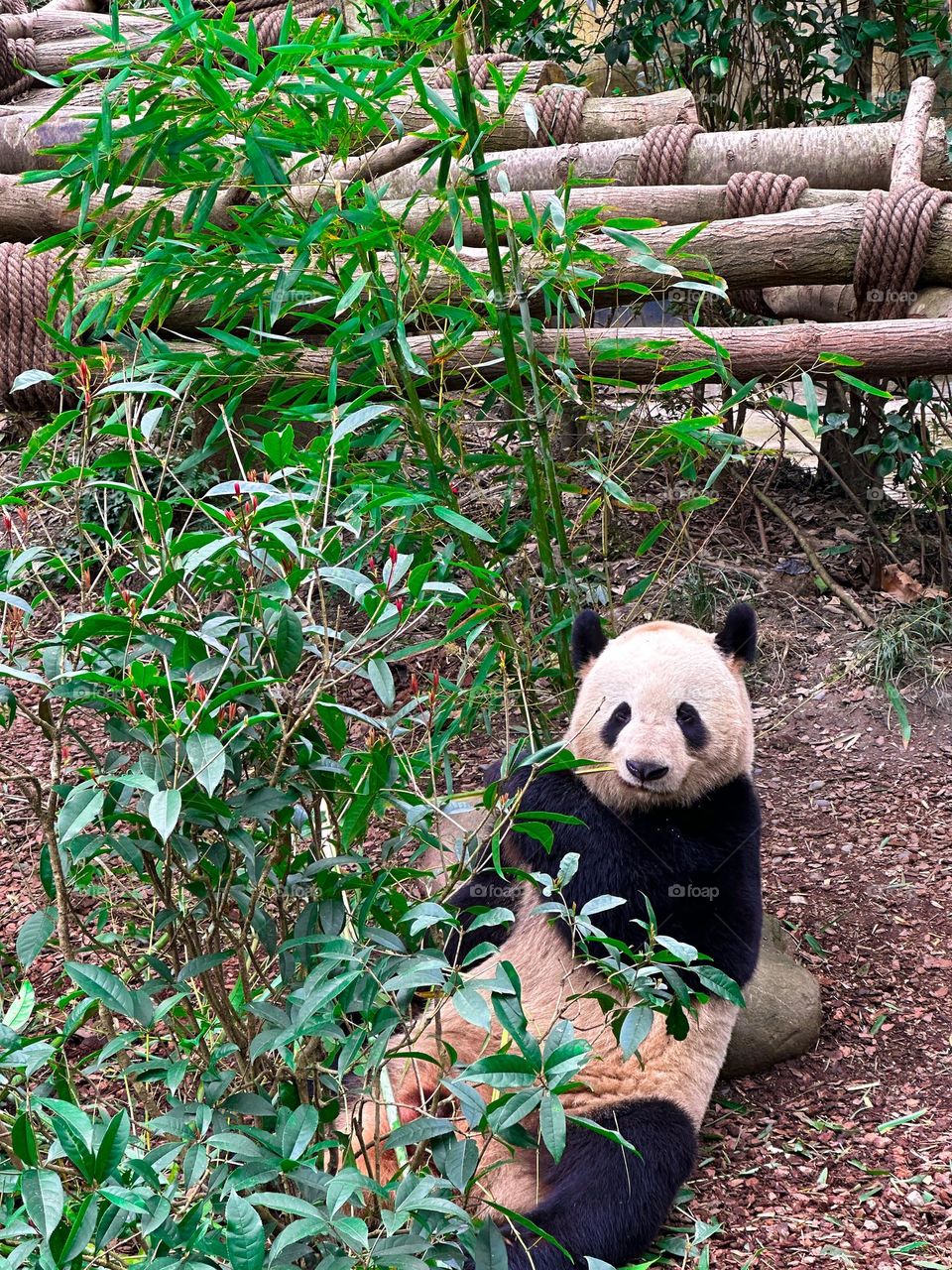 Giant panda in Chengdu,China