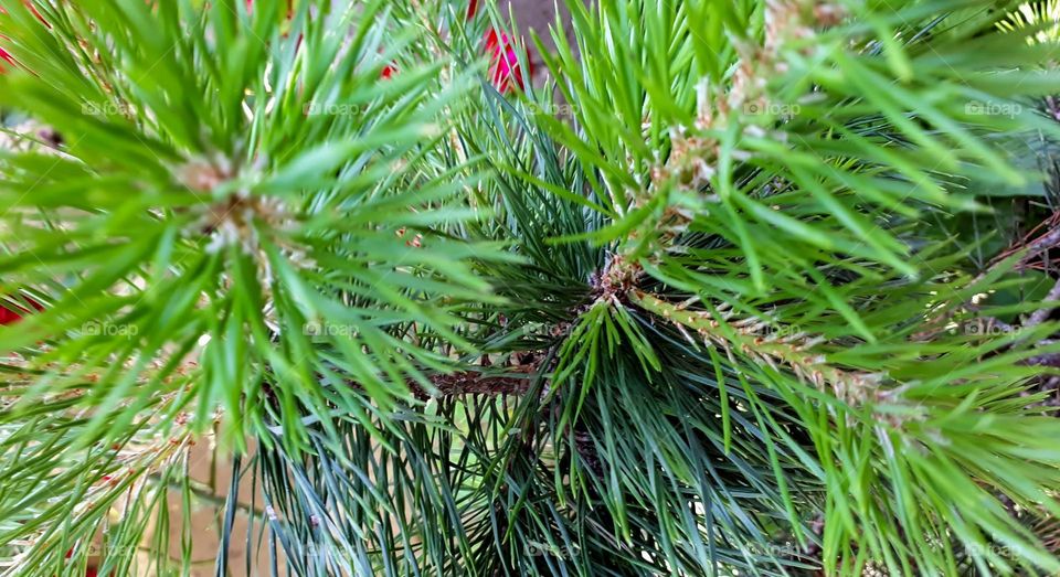 Christmas tree branches