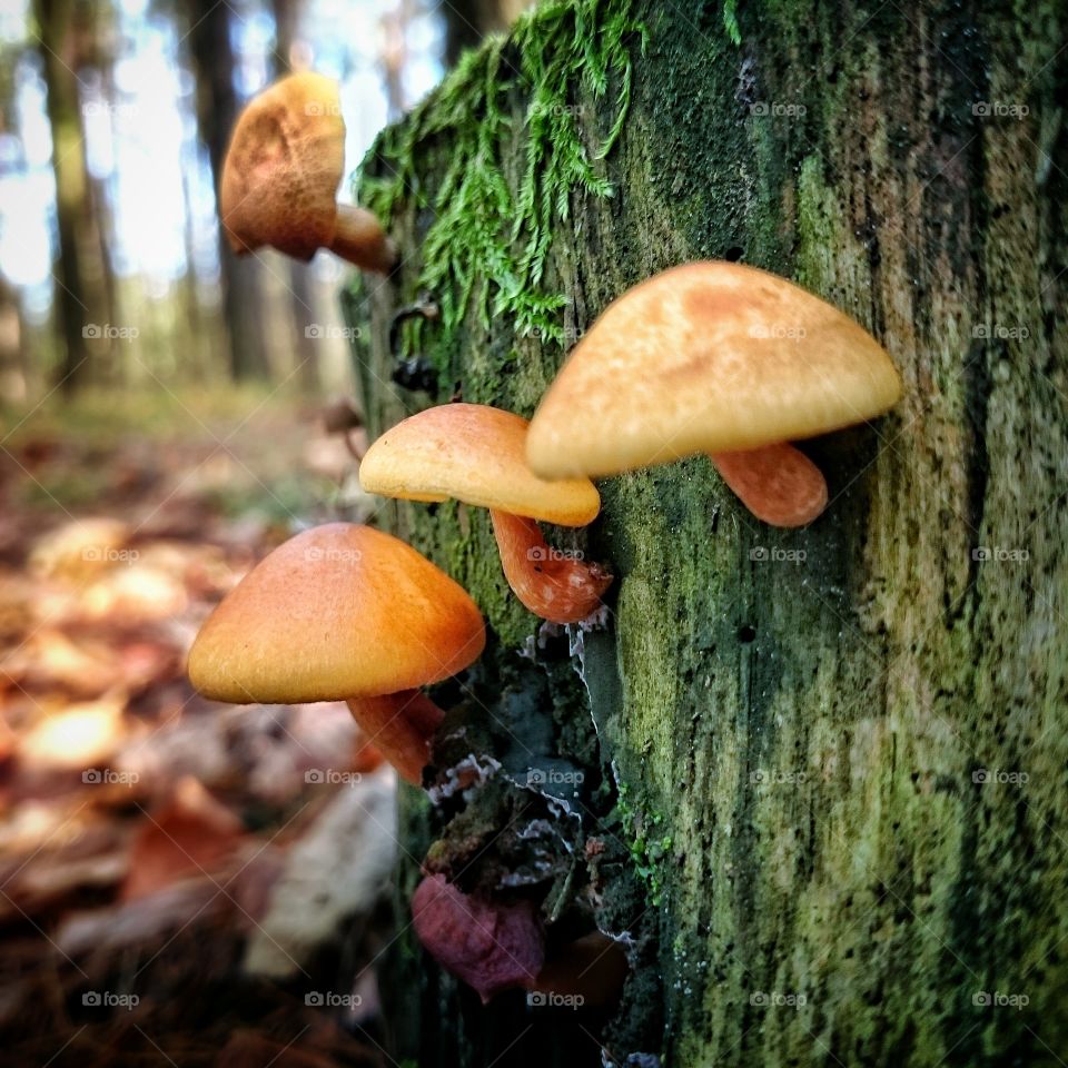 Forest - Olsztyn/Poland