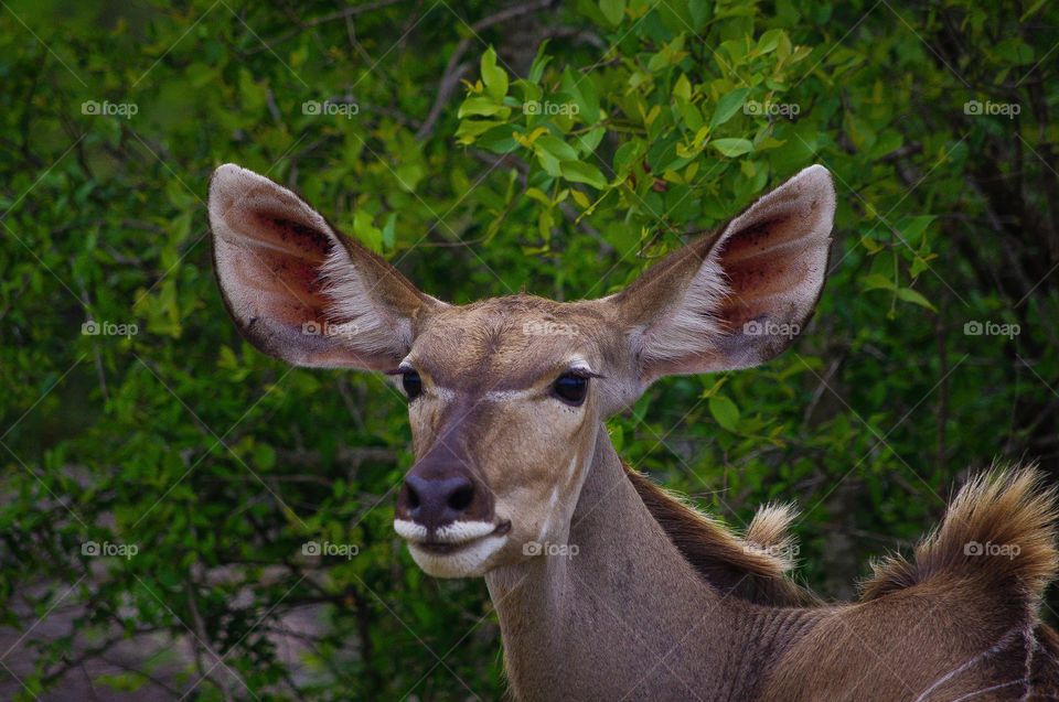 greater kudu South Africa