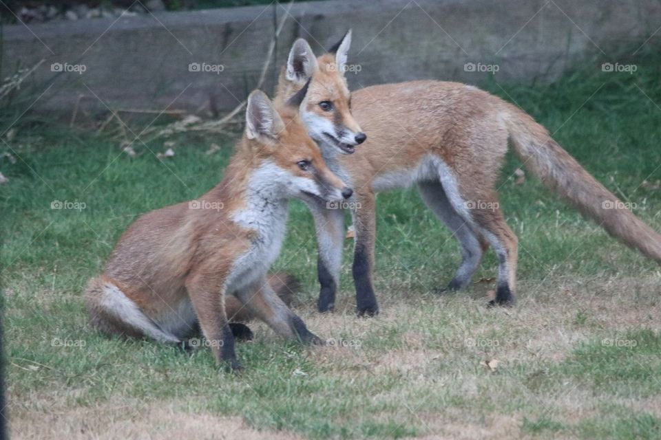 Watchful foxes