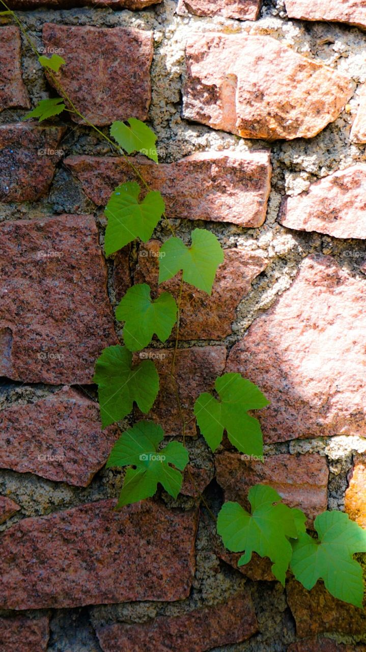 Close up view of vine