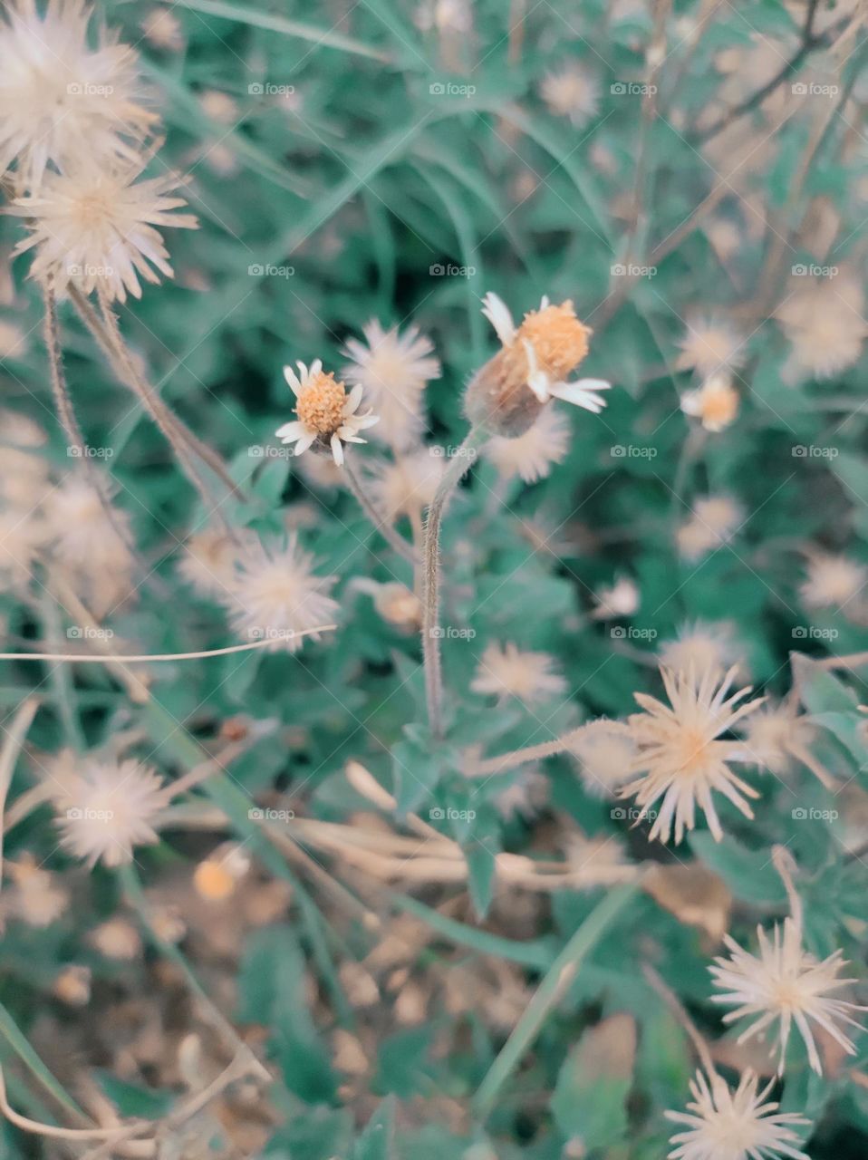 Wild plant on the roadside