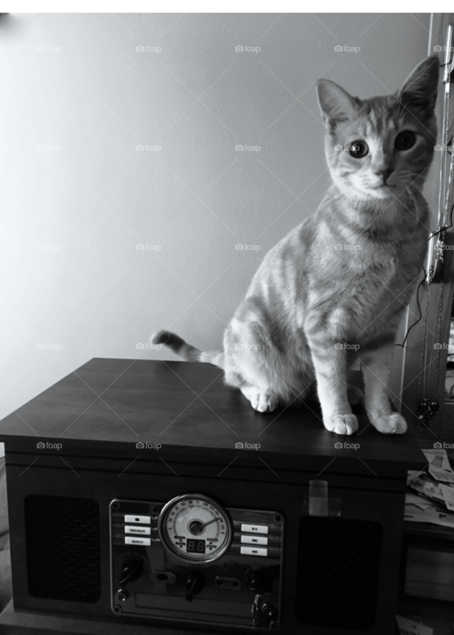 A tabby kitten sits on a vintage turntable