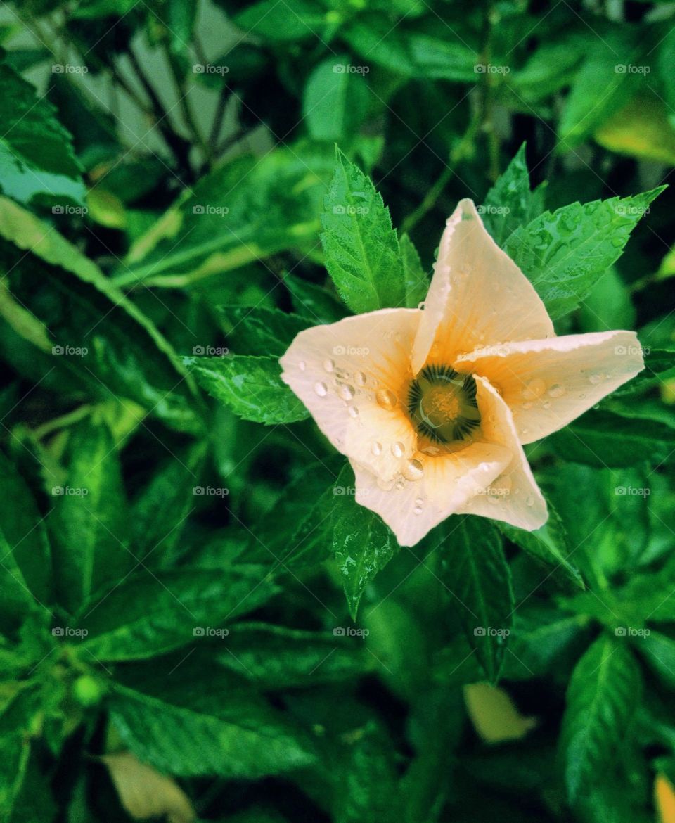 Yellow flower after the rain. A yellow flower in the shape of a star after the rain