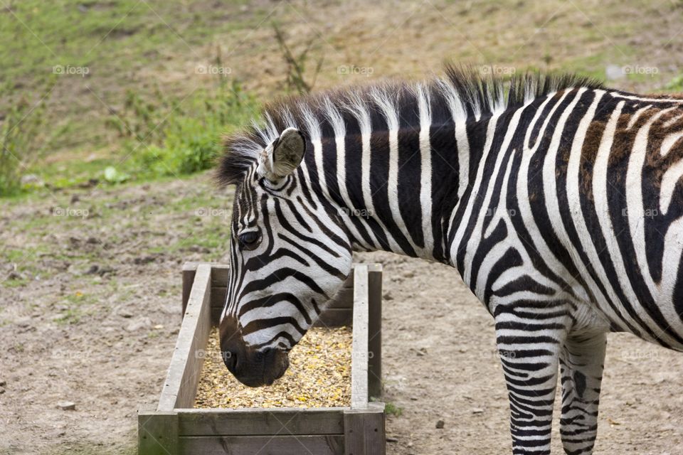 Zebra eating