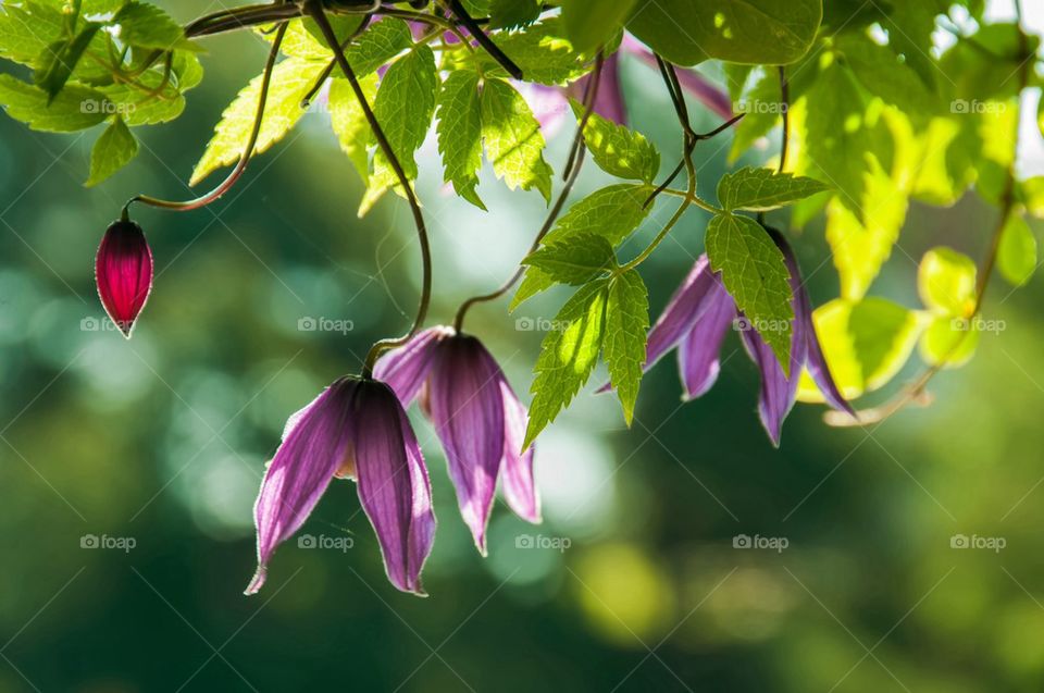 Clematis