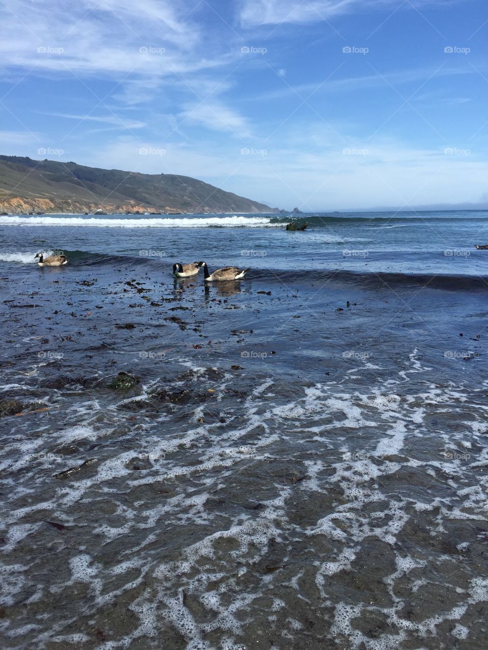Geese at the Beach 4. Taken in Big Sur