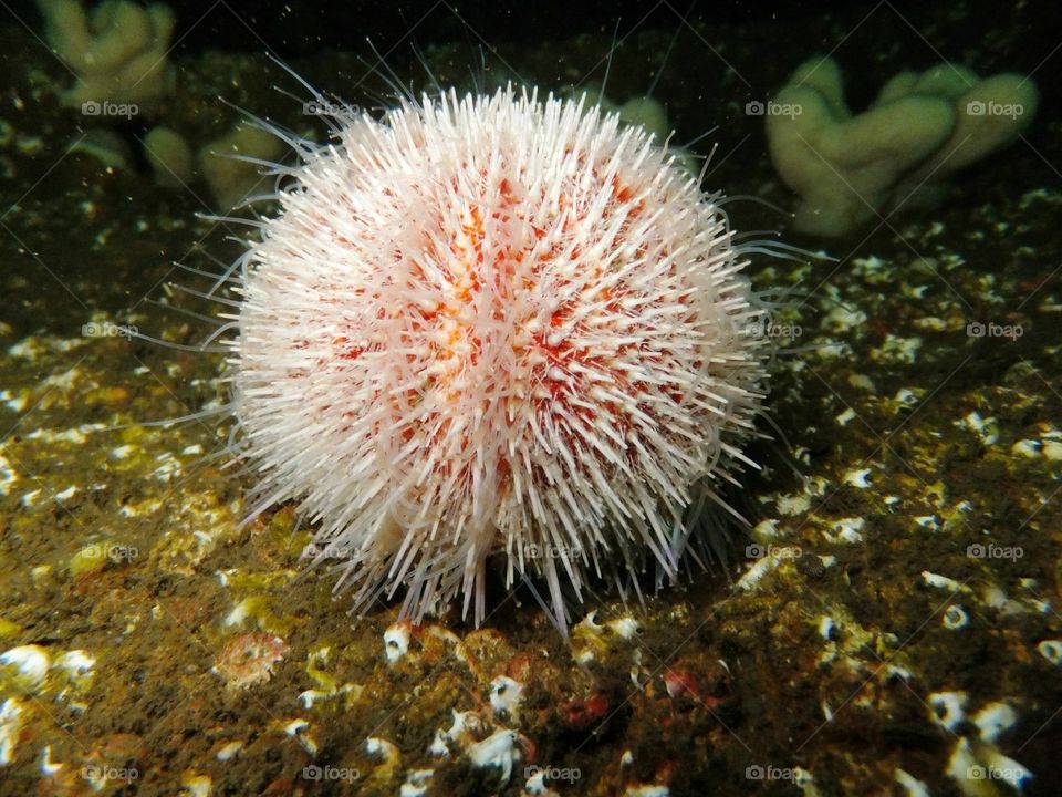 Sea Urchin feeding
