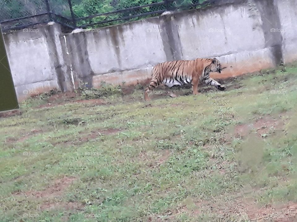 tiger
