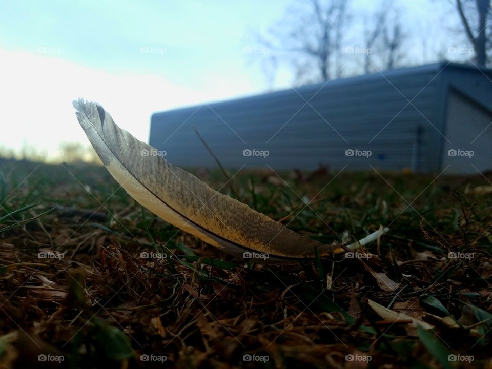Feather on the Ground