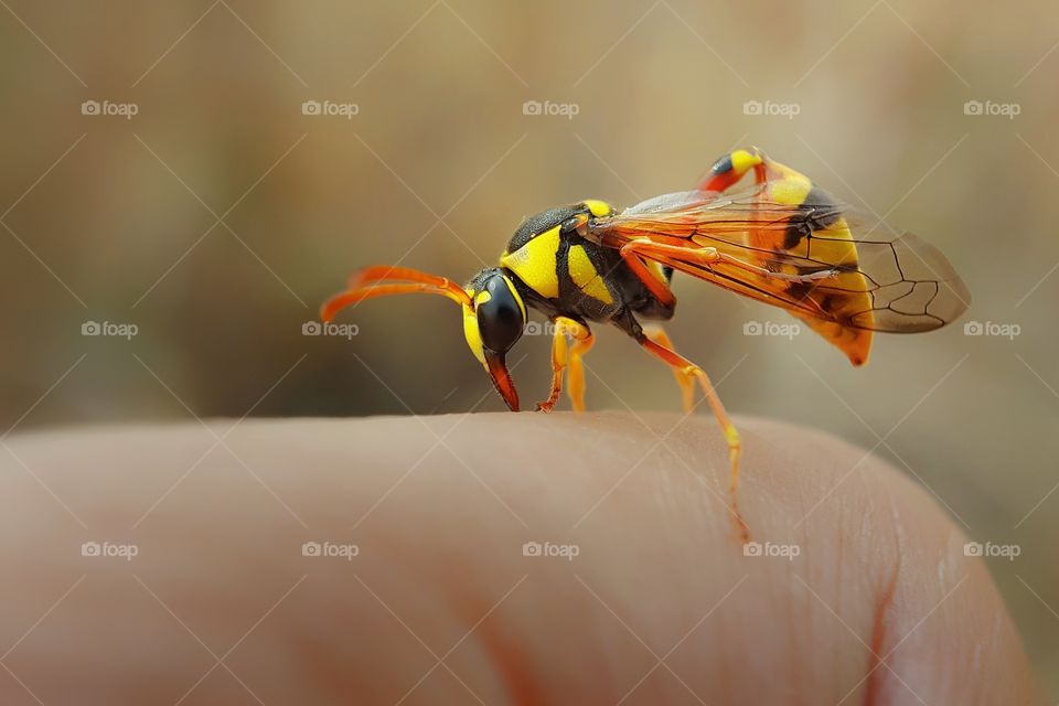yellow wasps