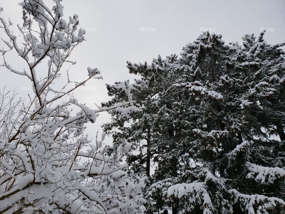 Treed in Snow