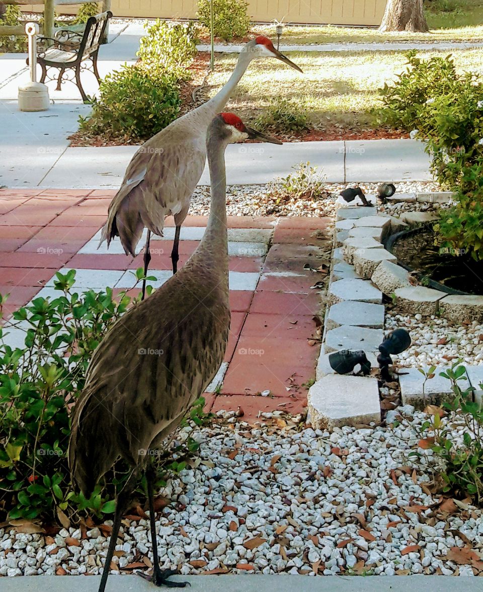 Sandcranes