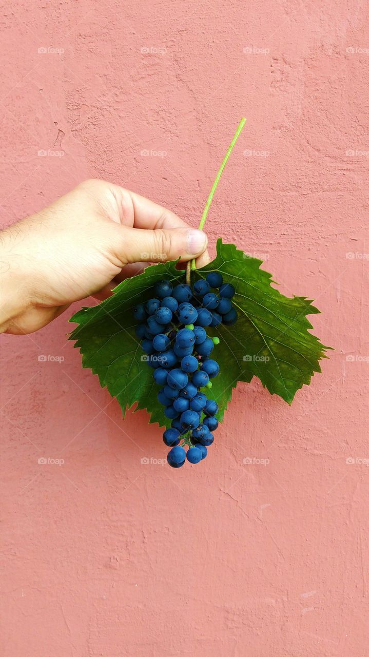 hand holding a bunch of grapes on a background of beige wall