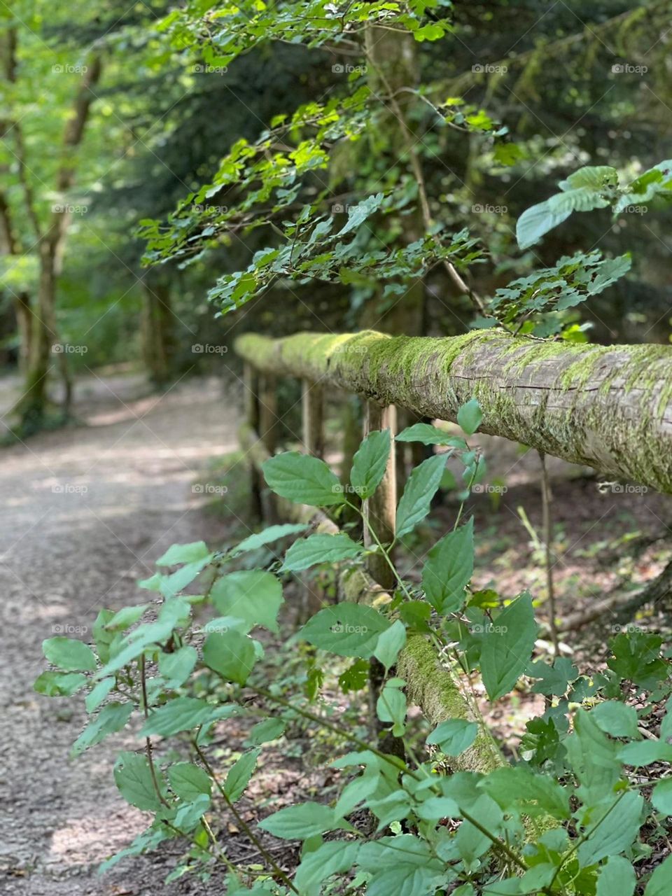 The path to forest