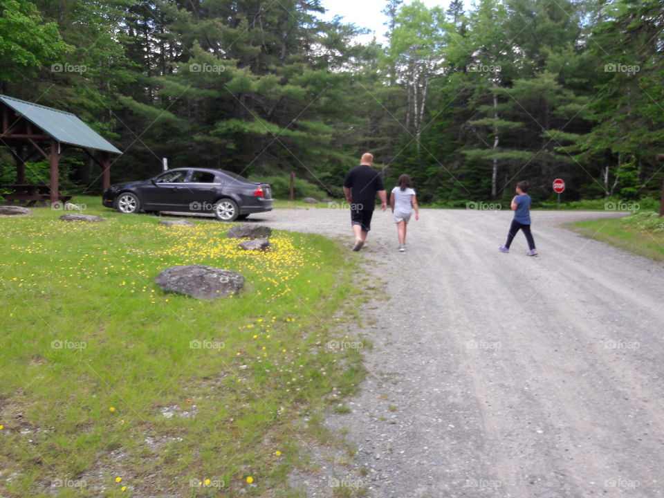 Road, Landscape, Tree, Environment, Park